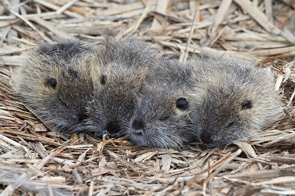 Baby Nutria © Russ Chantler